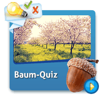 Baum-Quiz
