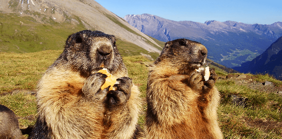 Marmottes