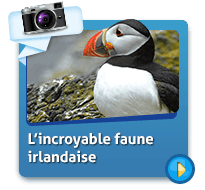 Aufregende Tierwelt Galerie