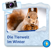 Tierwelt im Winter